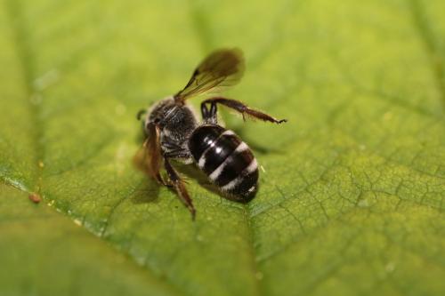 Réf. 270 666 : Lasioglossum sexnotatum